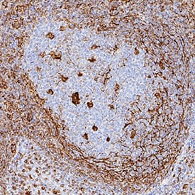 IL-10 antibody in Human Tonsil by Immunohistochemistry (IHC-P).