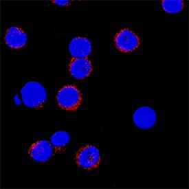 IL-12/IL-35 p35 antibody in Human PBMCs by Immunocytochemistry (ICC).