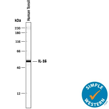 Detection of Human IL-16 antibody by Simple WesternTM.