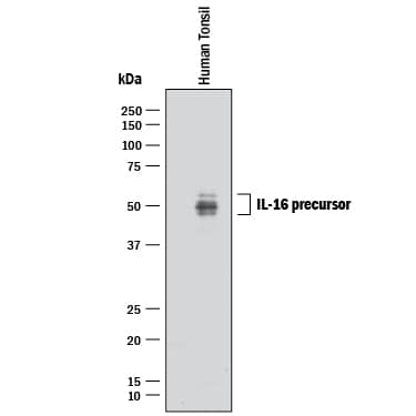 Detection of Human IL-16 antibody by Western Blot.