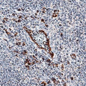 IL-17F antibody in Human Tonsil by Immunohistochemistry (IHC-P).