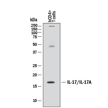 Detection of Human IL-17/IL-17A antibody by Western Blot.