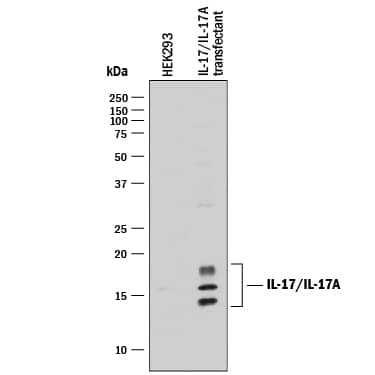 Detection of Human IL-17/IL-17A antibody by Western Blot.