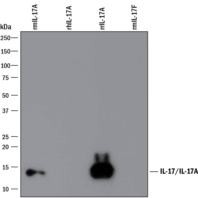 Detection of Recombinant Mouse and Rat IL-17/IL-17A antibody by Western Blot.