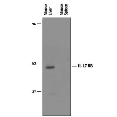 Detection of Mouse IL-17 RB antibody by Western Blot.