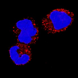 IL-18/IL-1F4 antibody in Human PBMCs by Immunocytochemistry (ICC).