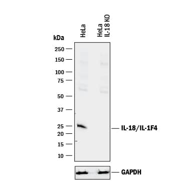 Western Blot Shows Human IL-18/IL-1F4 Antibody Specificity by Using Knockout Cell Line.