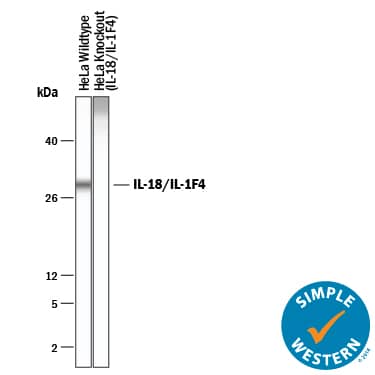 Detection of Human IL-18/IL-1F4 antibody by Simple WesternTM.