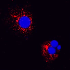 IL-18/IL-1F4 antibody in Canine PBMCs by Immunocytochemistry (ICC).