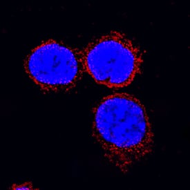 IL-18/IL-1F4 antibody in Porcine PBMCs by Immunocytochemistry (ICC).