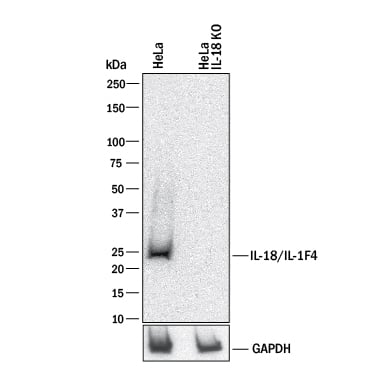 Western Blot Shows Human IL-18/IL-1F4 Antibody Specificity by Using Knockout Cell Line.