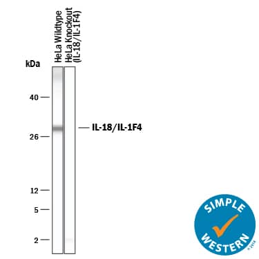Detection of Human IL-18/IL-1F4 antibody by Simple WesternTM.