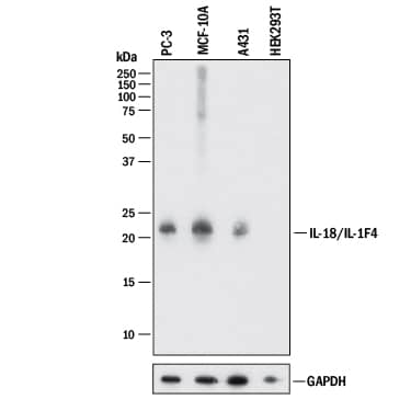 Detection of Human IL-18/IL-1F4 antibody by Western Blot.