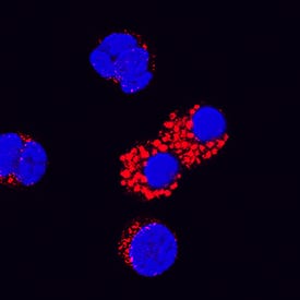 IL-18/IL-1F4 antibody in Canine PBMCs by Immunocytochemistry (ICC).