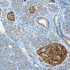 IL-18/IL-1F4 antibody in Human Pancreas by Immunohistochemistry (IHC-P).