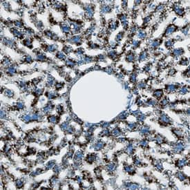 IL-1a/IL-1F1 antibody in Mouse Liver by Immunohistochemistry (IHC-Fr).