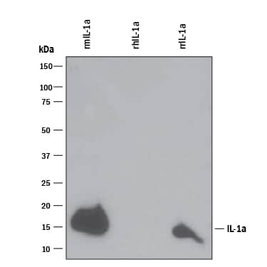 Detection of Recombinant Mouse and Rat IL-1a/IL-1F1 antibody by Western Blot.