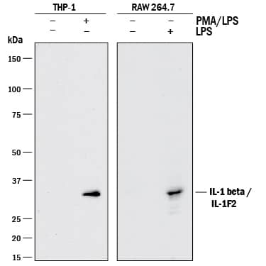 Detection of Human and Mouse IL-1 beta/IL-1F2 antibody by Western Blot.