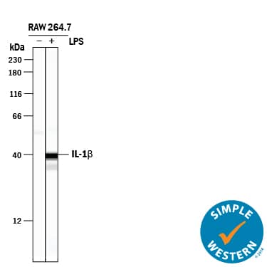 Detection of Mouse IL-1 beta/IL-1F2 antibody by Simple WesternTM.