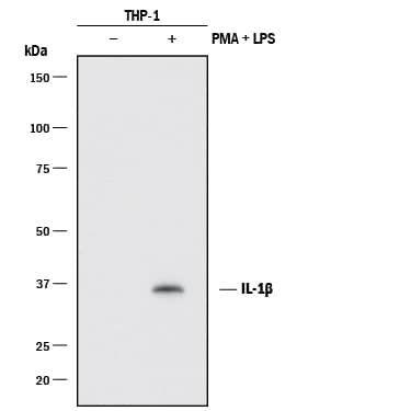 Detection of Human IL-1 beta/IL-1F2 antibody by Western Blot.