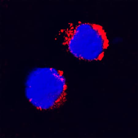 IL-1 beta/IL-1F2 antibody in Feline PBMCs by Immunocytochemistry (ICC).