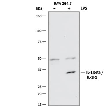 Detection of Mouse IL-1 beta/IL-1F2 antibody by Western Blot.