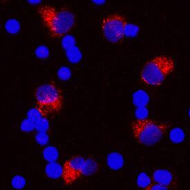 IL-1 beta/IL-1F2 antibody in Human PBMCs by Immunocytochemistry (ICC).