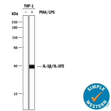 Detection of Human IL-1 beta/IL-1F2 antibody by Simple WesternTM.