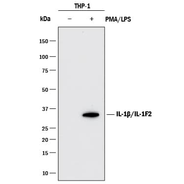 Detection of Human IL-1 beta/IL-1F2 antibody by Western Blot.