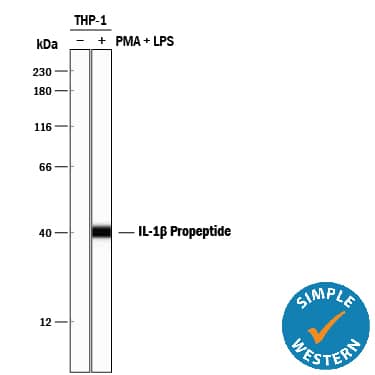 Detection of Human IL-1 beta/IL-1F2 Propeptide antibody by Simple WesternTM.