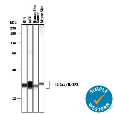 Detection of Human and Mouse IL-1ra/IL-1F3 antibody by Simple WesternTM.