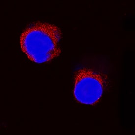 IL-2 antibody in Equine PBMCs by Immunocytochemistry (ICC).