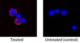 IL-2 antibody in Feline PBMCs by Immunocytochemistry (ICC).