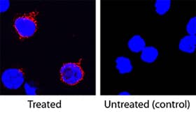 IL-2 antibody in Porcine PBMCs by Immunocytochemistry (ICC).