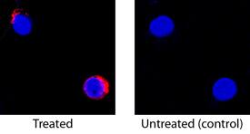 IL-2 antibody in Canine PBMCs by Immunocytochemistry (ICC).