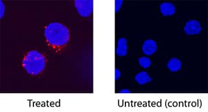 IL-2 antibody in Porcine PBMCs by Immunocytochemistry (ICC).