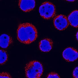 IL-31 RA antibody in THP-1 Human Cell Line by Immunocytochemistry (ICC).
