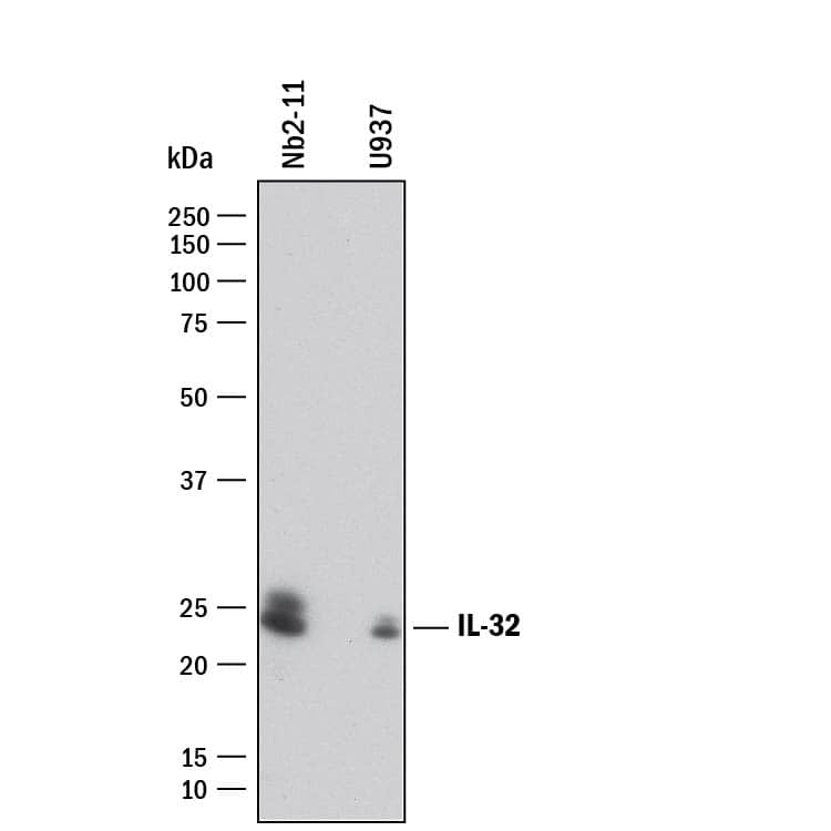 Detection of Human and Rat IL-32 antibody by Western Blot.