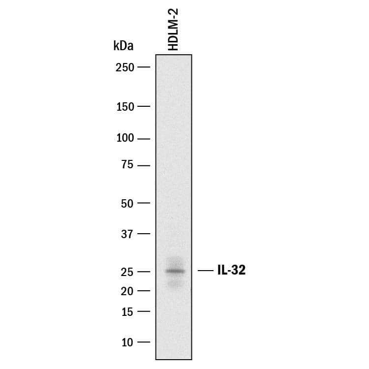 Detection of Human IL-32 antibody by Western Blot.