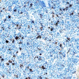 IL-33 antibody in Mouse Spleen by Immunohistochemistry (IHC-Fr).