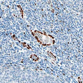 IL-33 antibody in Human Tonsil by Immunohistochemistry (IHC-P).