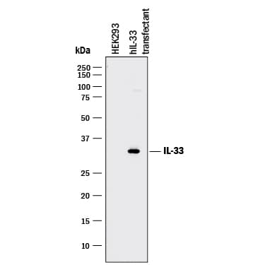 Detection of Human IL-33 antibody by Western Blot.