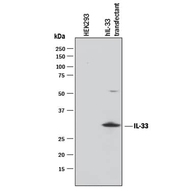 Detection of Human IL-33 antibody by Western Blot.