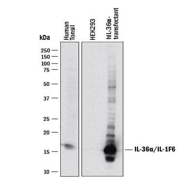 Detection of Human IL-36a/IL-1F6 antibody by Western Blot.