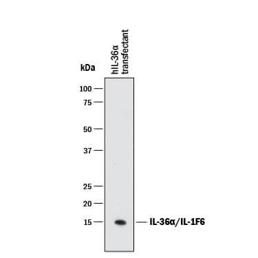 Detection of Human IL-36a/IL-1F6 antibody by Western Blot.