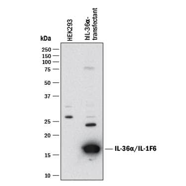 Detection of Human IL-36a/IL-1F6 antibody by Western Blot.