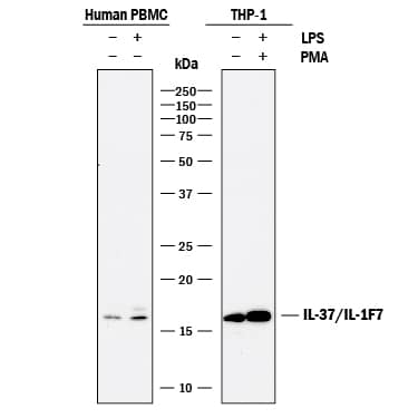 Detection of Human IL-37/IL-1F7 antibody by Western Blot.