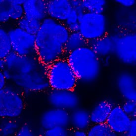 IL-3 antibody in Human PBMCs by Immunocytochemistry (ICC).