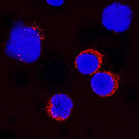 IL-3 antibody in Canine PBMCs by Immunocytochemistry (ICC).