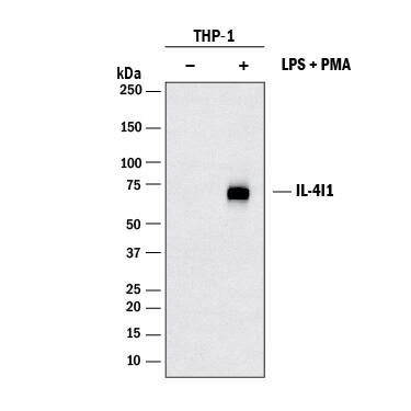 Detection of Human IL-4I1 antibody by Western Blot.